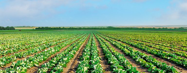 Farm Work In Australia From South Africa